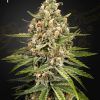 Foto Bubba slush 100% green house