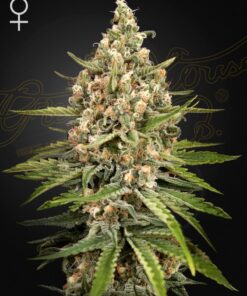 Foto Bubba slush 100% green house