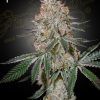 Foto Highcloudz green house