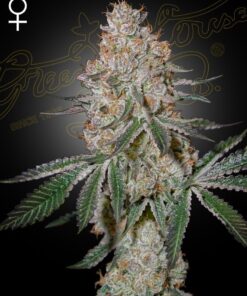 Foto Highcloudz green house