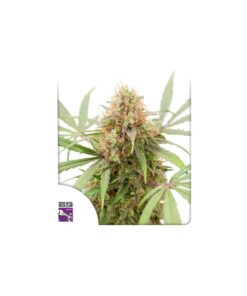 Foto Auto ak triple haze dutch passion