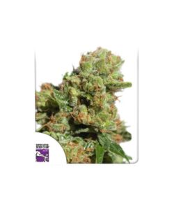 Foto Auto bruce lemon diesel dutch passion