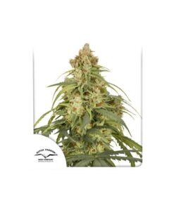 Foto Auto cbd-victory dutch passion