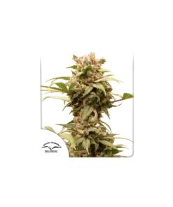 Foto Auto cbg-force 100% dutch passion
