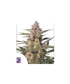 Foto Auto northern dragon fuel dutch passion