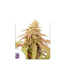 Foto Auto purple og punch dutch passion