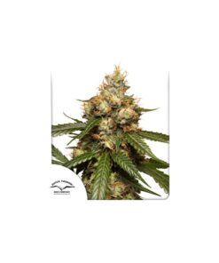 Foto Auto thc-victory dutch passion