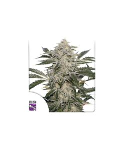 Foto Creamy kees regular dutch passion