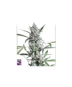 Foto Fat pete's cookies auto dutch passion