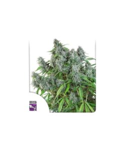 Foto Frosty friday regular dutch passion