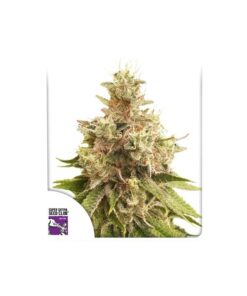 Foto Golden apple haze regular dutch passion