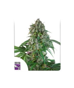 Foto Karel's herer haze regular dutch passion