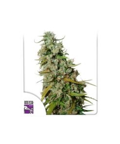 Foto Kees' old school haze regular dutch passion