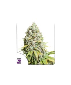 Foto Kosher haze regular dutch passion