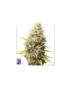 Foto Sour tangie dawg regular dutch passion