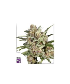 Foto Super mad sky floater 100% dutch passion