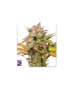 Foto Auto sweet bourbon kush dutch passion