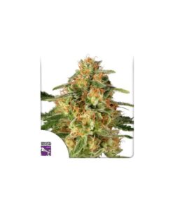 Foto Tnt trichome 100% dutch passion