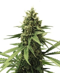 Apple fritter 100% royal queen seeds