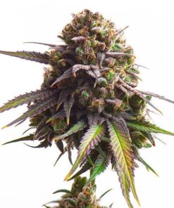 Foto Biscotti 100% royal queen seeds