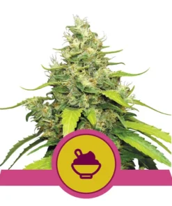 Foto Blue gelato 100% royal queen seeds