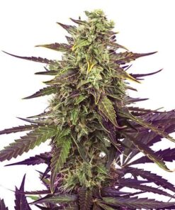 Foto Cereal milk 100% royal queen seeds