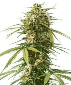 Foto Gushers 100% royal queen seeds