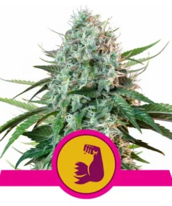 Foto HulkBerry 100% royal queen seeds