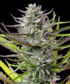 Foto Mimosa 100% royal queen seeds