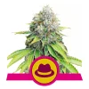 Foto Og kush 100% royal queen seeds