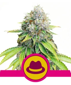 Foto Og kush 100% royal queen seeds