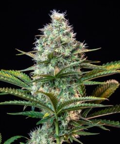 Foto Royal runtz 100% royal queen seeds