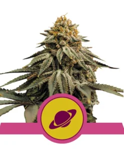 Foto Royal skywalker 100% royal queen seeds
