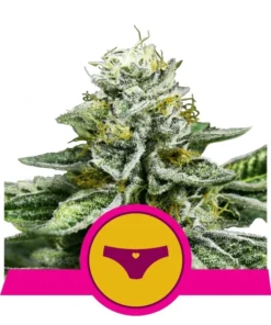 Foto Sherbet queen 100% royal queen seeds