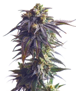 Foto Sundae driver 100% royal queeen seeds