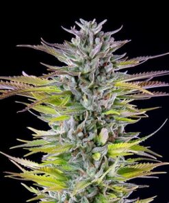 Foto Watermelon 100% royal queen seeds