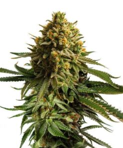 Foto Wedding cake 100% royal queen seeds