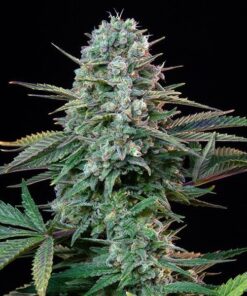 Foto Wedding crasher 100% royal queen seeds