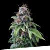 Foto 9 milimetros 100% exclusive seeds bank