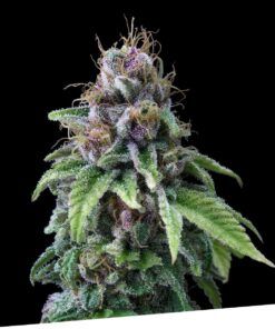 Foto 9 milimetros 100% exclusive seeds bank