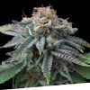 Foto Cherry punch 100% exclusive seeds bank