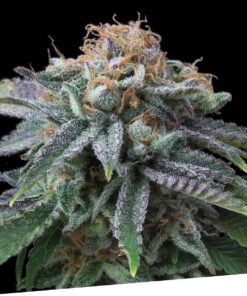 Foto Cherry punch 100% exclusive seeds bank