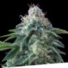 Foto Dr. lemon og 100% exclusive seeds bank