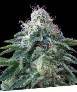 Foto Dr. lemon og 100% exclusive seeds bank