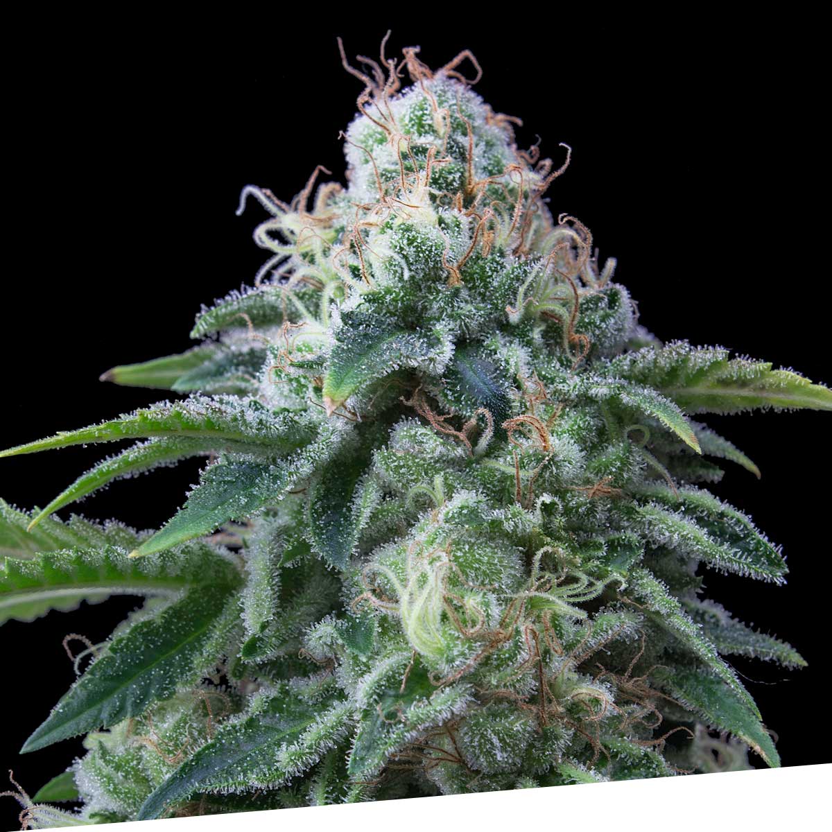 Dr. lemon og 100% exclusive seeds bank Foto Dr. lemon og 100% exclusive seeds bank