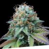 Foto Ex kittlez tropical 100% exclusive seeds bank