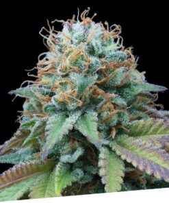 Foto Ex kittlez tropical 100% exclusive seeds bank