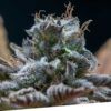Foto ExcluSi dos 100% exclusive seeds bank