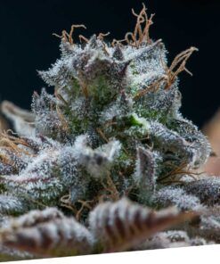 Foto ExcluSi dos 100% exclusive seeds bank