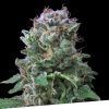 Foto Exclusive cookies 100% exclusive seeds bank